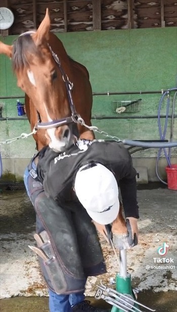 装蹄師さんにかまって欲しくなったお馬さん