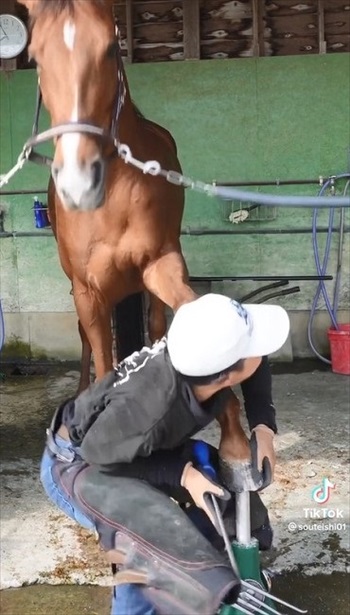 装蹄師さんにかまって欲しくなったお馬さん