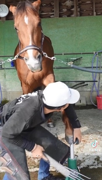装蹄師さんにかまって欲しくなったお馬さん