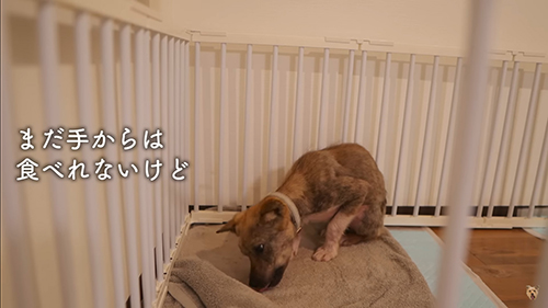 はみがきおやつをする犬