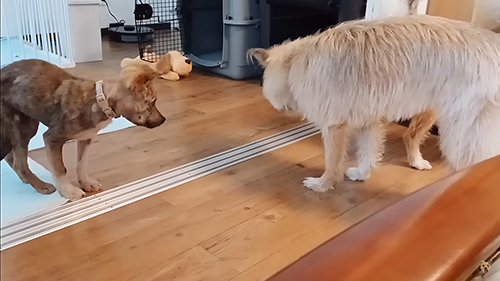 みんなでおやつ探しゲーム