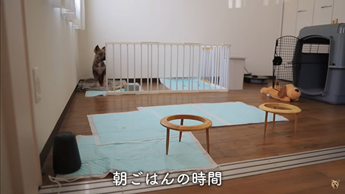 サークルにいるチャーリーちゃん