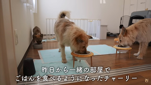 朝ごはんを食べるチャーリーちゃん