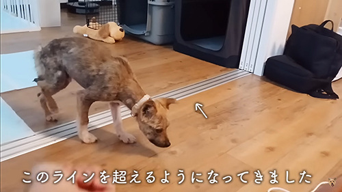線をこえた捨て犬