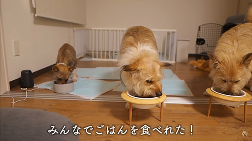 横一列でごはんを食べる犬