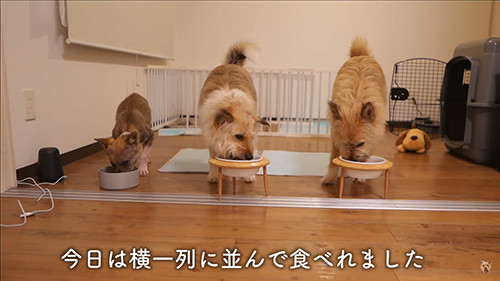 次の晩にはさらに距離が縮まる犬