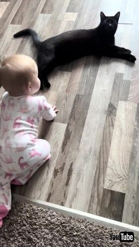 「Baby and Kitty Talk || ViralHog」