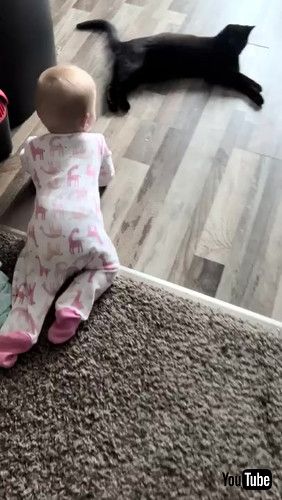 「Baby and Kitty Talk || ViralHog」