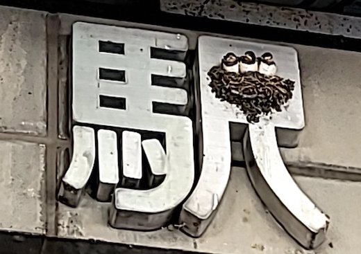 ツバメ 巣 高崎駅 ベストポジション ジャストフィット 駅ナカ