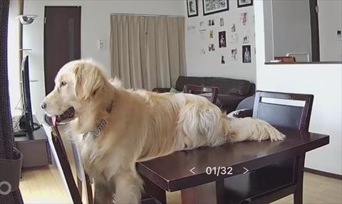 テーブルの上で遠くを見てるゴールデンレトリバー