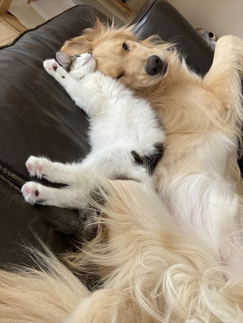 猫とワンコの添い寝