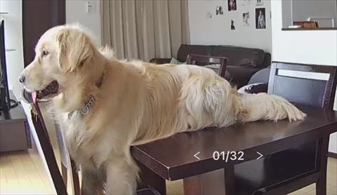 ゴールデンレトリバーのトリミング