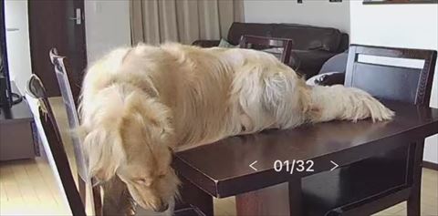テーブルの上から下を見るゴールデンレトリバー