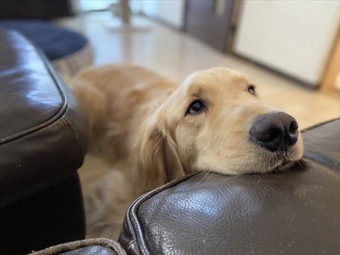 ソファにアゴのせてるゴールデンレトリバー