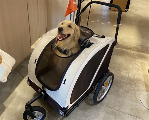 カート乗ってるゴールデンレトリバー