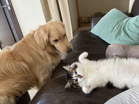 お腹だしてる猫を見てるゴールデン