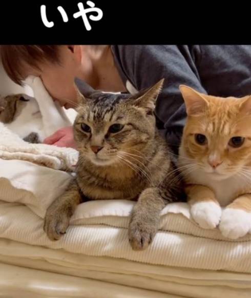 猫 マイレくん いや ネコ吸い拒否