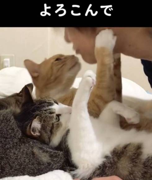 猫 マイレくん いや ネコ吸い拒否