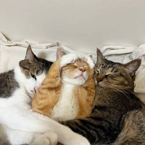 猫 マイレくん いや ネコ吸い拒否