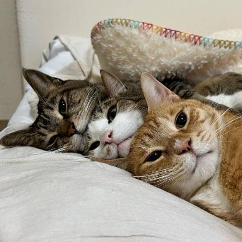 猫 マイレくん いや ネコ吸い拒否