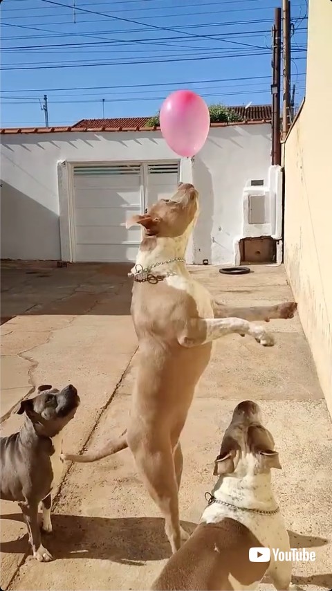 茶色の犬がトス