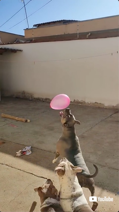 グレーの犬がトス