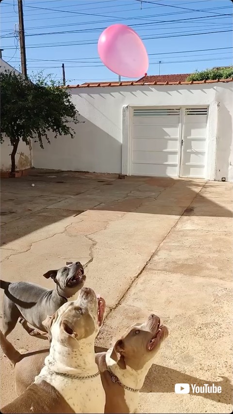 風船を見つめる犬たち