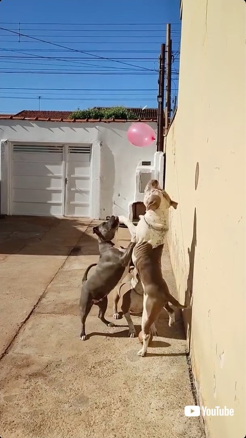 白と茶色の犬がトス