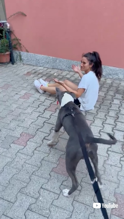 転んだ飼い主へ駆け寄る犬