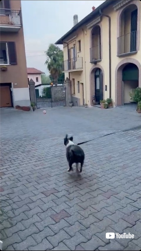 ボールに向かって全速力のワンコ