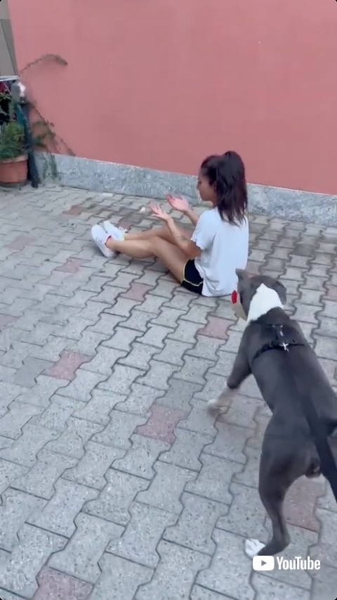 飼い主へ駆け寄る犬