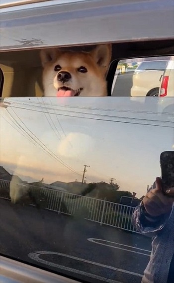 ハイテンションなワンちゃん