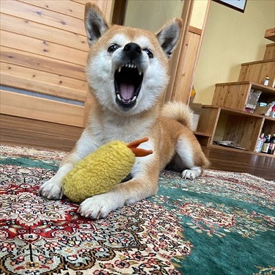 ハイテンションなワンちゃん