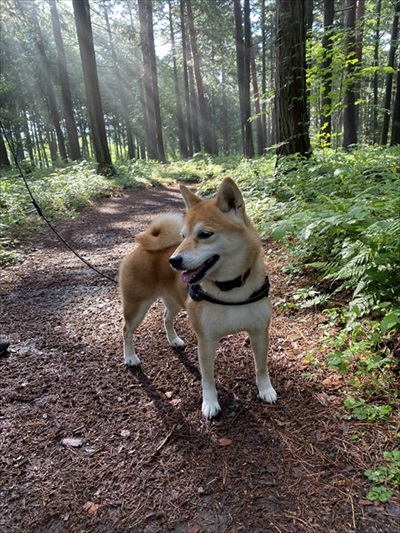 ハイテンションなワンちゃん