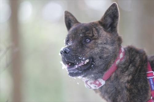 ハイテンションなワンちゃん