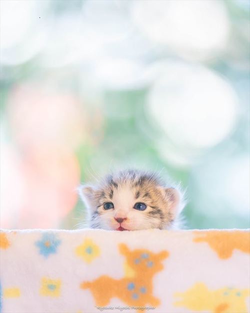 ひなたくん