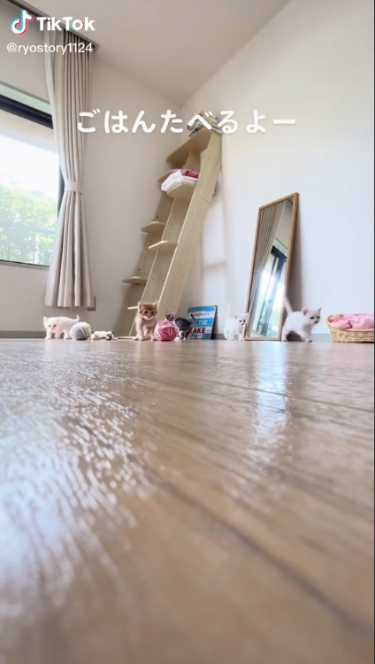 ごはんたべるよ
