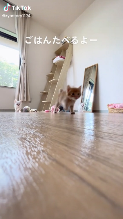ダッシュする子猫たち