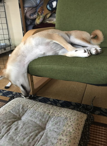 溶ける寸前の柴犬