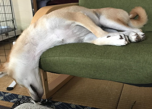 溶けた柴犬