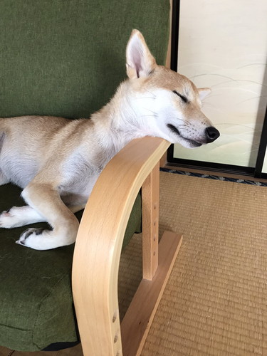 柴犬の寝姿