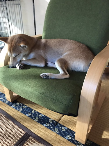 かわいい柴犬