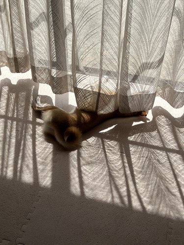 朝日を浴びる柴犬