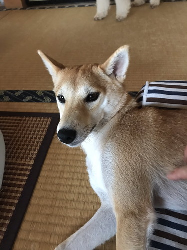 柴犬の耳