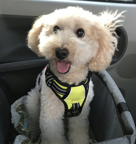 楽しそうな柴犬
