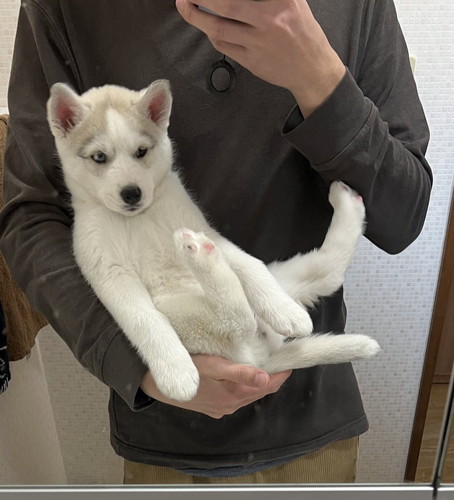 柴犬の子犬