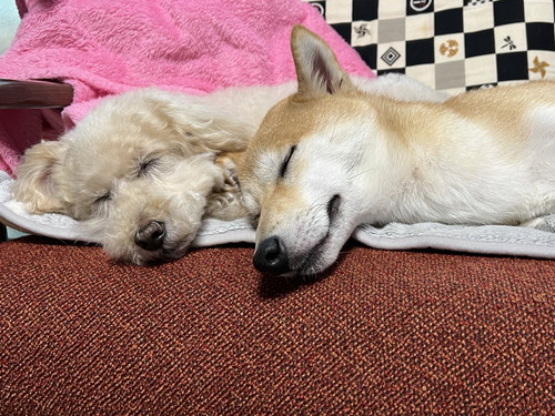 寝ている柴犬