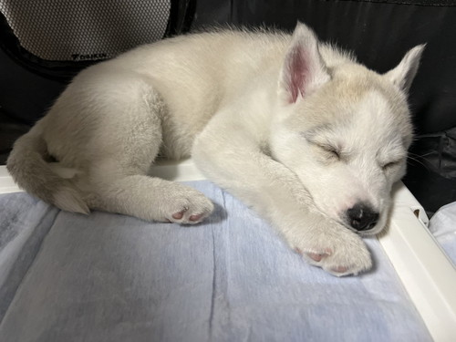 柴犬の寝顔