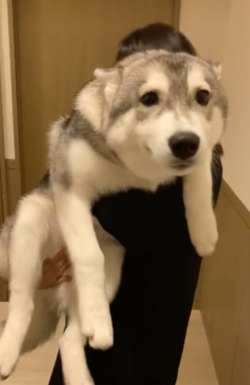 匂いチェックするワンコ
