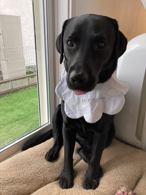 ヨダレかけつけてる